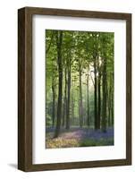 Bluebells and Beech Trees, West Woods, Marlborough, Wiltshire, England. Spring (May)-Adam Burton-Framed Photographic Print