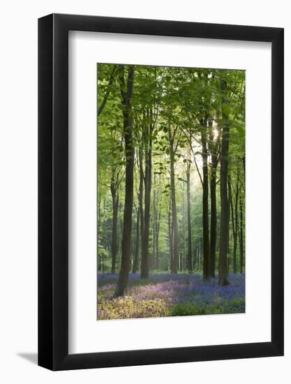 Bluebells and Beech Trees, West Woods, Marlborough, Wiltshire, England. Spring (May)-Adam Burton-Framed Photographic Print