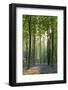 Bluebells and Beech Trees, West Woods, Marlborough, Wiltshire, England. Spring (May)-Adam Burton-Framed Photographic Print