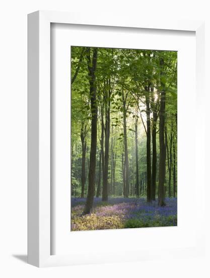 Bluebells and Beech Trees, West Woods, Marlborough, Wiltshire, England. Spring (May)-Adam Burton-Framed Photographic Print