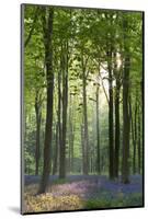 Bluebells and Beech Trees, West Woods, Marlborough, Wiltshire, England. Spring (May)-Adam Burton-Mounted Photographic Print