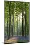 Bluebells and Beech Trees, West Woods, Marlborough, Wiltshire, England. Spring (May)-Adam Burton-Mounted Photographic Print