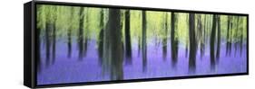 Bluebells and beech woodland in April, Buckinghamshire, England, United Kingdom, Europe-David Tipling-Framed Stretched Canvas