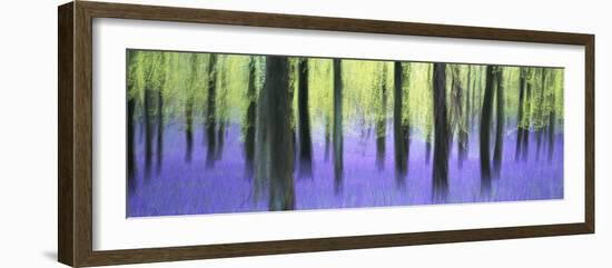 Bluebells and beech woodland in April, Buckinghamshire, England, United Kingdom, Europe-David Tipling-Framed Photographic Print
