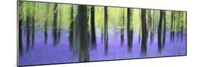 Bluebells and beech woodland in April, Buckinghamshire, England, United Kingdom, Europe-David Tipling-Mounted Photographic Print
