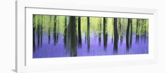 Bluebells and beech woodland in April, Buckinghamshire, England, United Kingdom, Europe-David Tipling-Framed Photographic Print