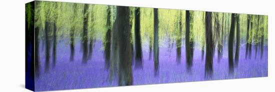 Bluebells and beech woodland in April, Buckinghamshire, England, United Kingdom, Europe-David Tipling-Stretched Canvas