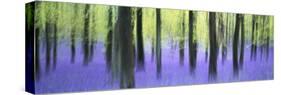 Bluebells and beech woodland in April, Buckinghamshire, England, United Kingdom, Europe-David Tipling-Stretched Canvas