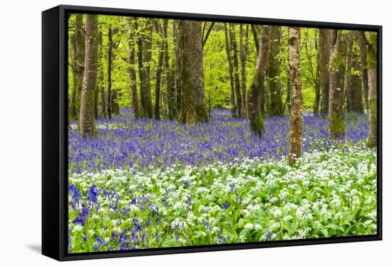 Bluebells and Garlic-Michael Blanchette Photography-Framed Stretched Canvas