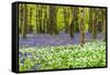 Bluebells and Garlic-Michael Blanchette Photography-Framed Stretched Canvas