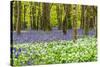 Bluebells and Garlic-Michael Blanchette Photography-Stretched Canvas