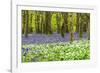 Bluebells and Garlic-Michael Blanchette Photography-Framed Photographic Print