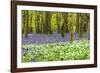 Bluebells and Garlic-Michael Blanchette Photography-Framed Photographic Print