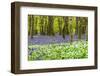 Bluebells and Garlic-Michael Blanchette Photography-Framed Photographic Print