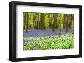 Bluebells and Garlic-Michael Blanchette Photography-Framed Photographic Print