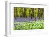 Bluebells and Garlic-Michael Blanchette Photography-Framed Photographic Print