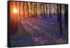 Bluebells at Sunset-Inguna Plume-Framed Stretched Canvas