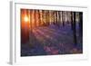 Bluebells at Sunset-Inguna Plume-Framed Photographic Print