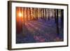 Bluebells at Sunset-Inguna Plume-Framed Photographic Print