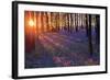 Bluebells at Sunset-Inguna Plume-Framed Photographic Print