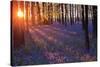 Bluebells at Sunset-Inguna Plume-Stretched Canvas