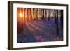 Bluebells at Sunset-Inguna Plume-Framed Premium Photographic Print