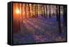 Bluebells at Sunset-Inguna Plume-Framed Stretched Canvas