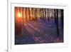 Bluebells at Sunset-Inguna Plume-Framed Photographic Print