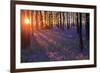 Bluebells at Sunset-Inguna Plume-Framed Photographic Print