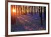 Bluebells at Sunset-Inguna Plume-Framed Photographic Print