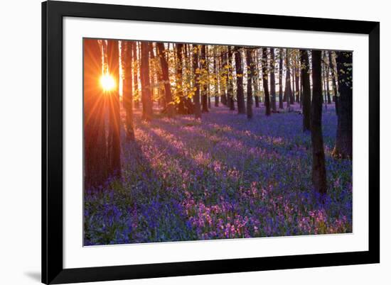 Bluebells at Sunset-Inguna Plume-Framed Photographic Print