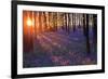 Bluebells at Sunset-Inguna Plume-Framed Photographic Print