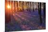 Bluebells at Sunset-Inguna Plume-Mounted Photographic Print