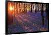 Bluebells at Sunset-Inguna Plume-Framed Photographic Print