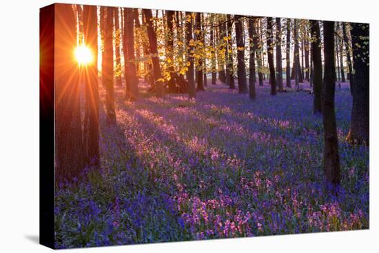 Bluebells at Sunset-Inguna Plume-Stretched Canvas