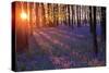 Bluebells at Sunset-Inguna Plume-Stretched Canvas