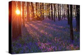 Bluebells at Sunset-Inguna Plume-Stretched Canvas