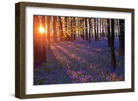 Bluebells at Sunset-Inguna Plume-Framed Photographic Print