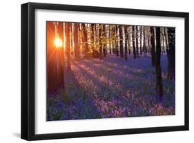 Bluebells at Sunset-Inguna Plume-Framed Photographic Print