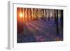 Bluebells at Sunset-Inguna Plume-Framed Photographic Print