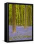 Bluebells Beneath Trees, West Woods, Wiltshire, England, United Kingdom, Europe-Julian Elliott-Framed Stretched Canvas