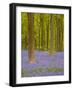 Bluebells Beneath Trees, West Woods, Wiltshire, England, United Kingdom, Europe-Julian Elliott-Framed Photographic Print