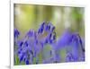 Bluebells, Blickling Great Wood, UK-Ernie Janes-Framed Photographic Print