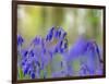 Bluebells, Blickling Great Wood, UK-Ernie Janes-Framed Photographic Print