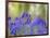 Bluebells, Blickling Great Wood, UK-Ernie Janes-Framed Photographic Print