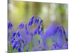 Bluebells, Blickling Great Wood, UK-Ernie Janes-Mounted Photographic Print