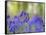 Bluebells, Blickling Great Wood, UK-Ernie Janes-Framed Stretched Canvas