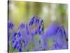 Bluebells, Blickling Great Wood, UK-Ernie Janes-Stretched Canvas