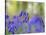 Bluebells, Blickling Great Wood, UK-Ernie Janes-Stretched Canvas