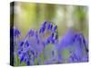 Bluebells, Blickling Great Wood, UK-Ernie Janes-Stretched Canvas